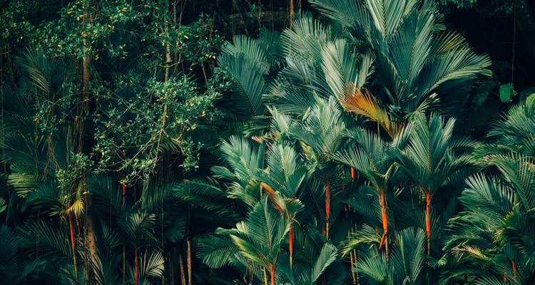 Follaje tropical denso con plantas grandes y frondosas de varios tonos de verde.