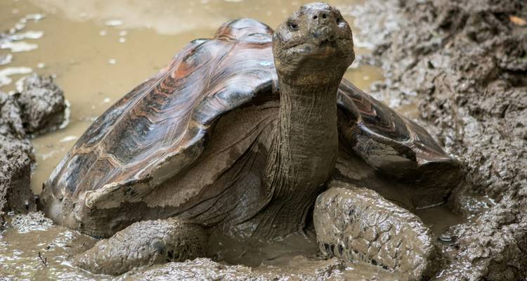Close-up of a giant Galapagos tortoise resting in muddy water