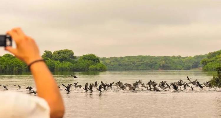 Une personne qui prend une photo d'un groupe d'oiseaux sur l'eau.