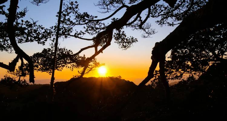 Vue du coucher de soleil derrière les silhouettes d'arbres dans une forêt.