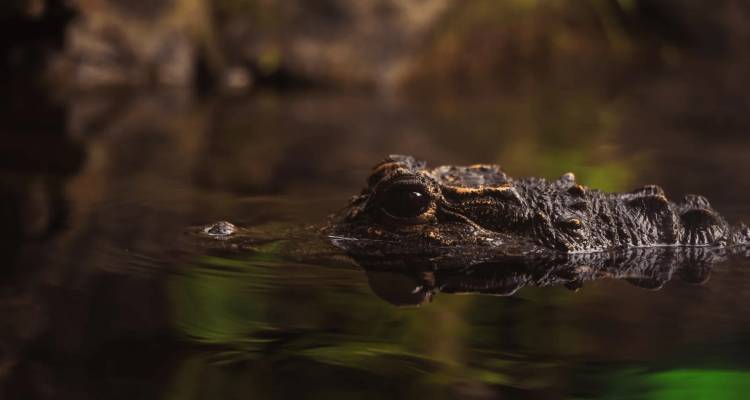 Primer plano de la cabeza de un caimán flotando sigilosamente en agua oscura.