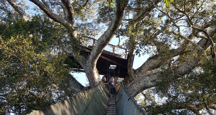 Persona caminando por un puente colgante hacia un mirador entre las ramas de árboles grandes.