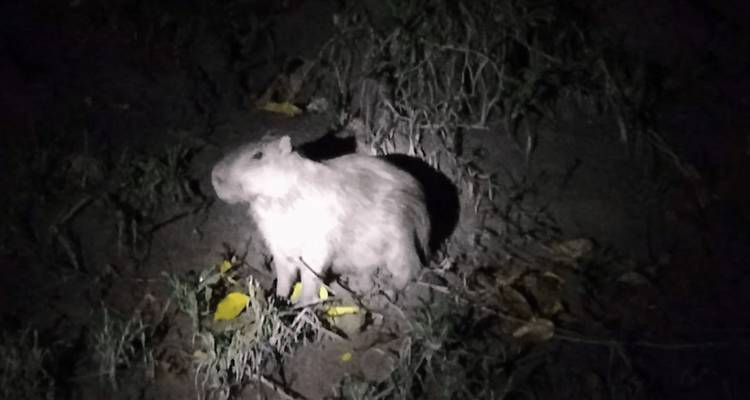 Imagen con linterna nocturna de un pequeño animal parecido a un roedor en el oscuro piso del bosque