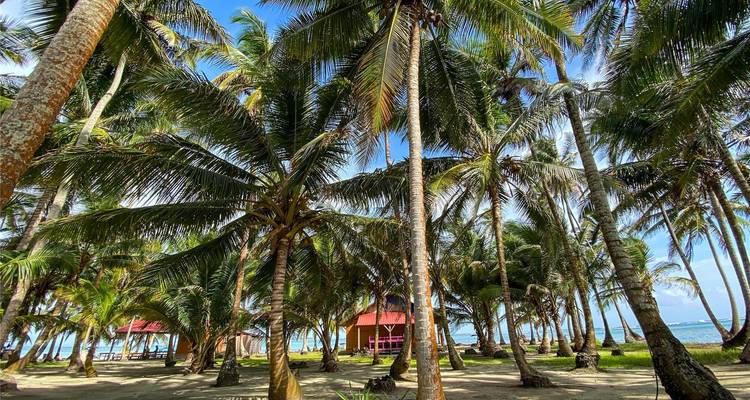 Dichte groep palmbomen op een zandig strand