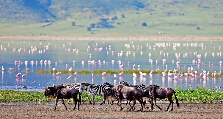 Gnous et zèbres près d'un point d'eau avec des flamants roses en arrière-plan.