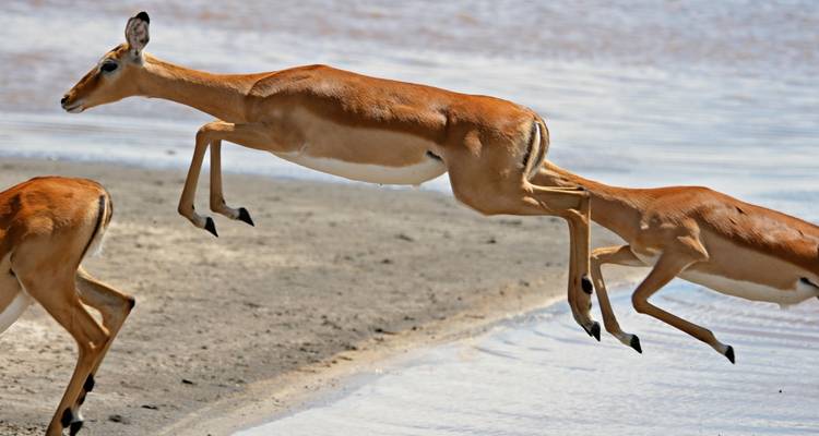 Impala's die springen bij een waterlichaam.