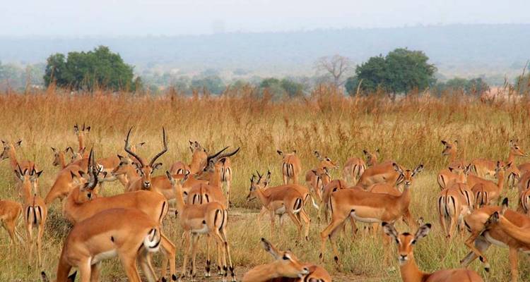Grote groep impala's in de graslanden.