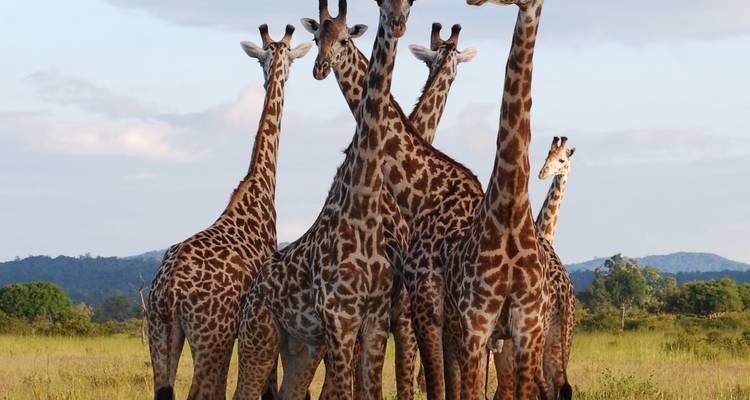 Groupe de girafes debout ensemble dans un champ.