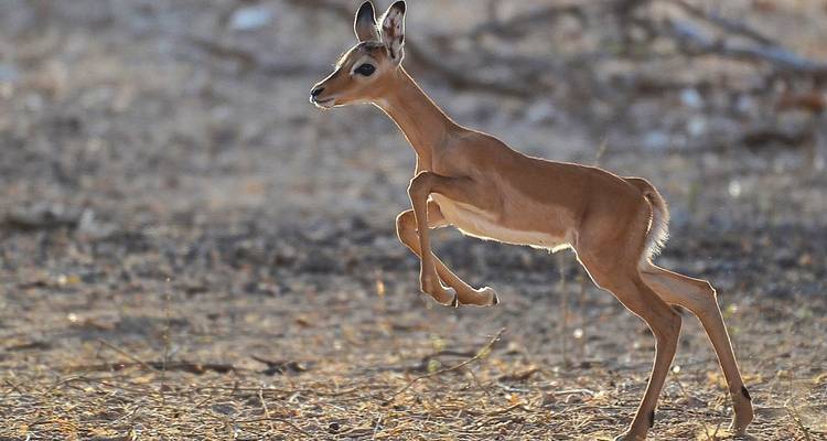 Jeune impala sautant à travers les prairies de la savane.