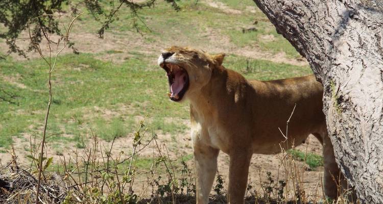 Lionne qui bâille à l'ombre sous un arbre.