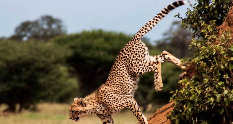 Guépard sprintant sur une colline dans la savane.