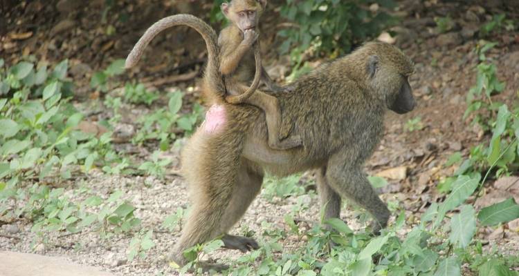 Un babuino cargando a su cría.