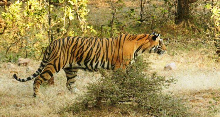 Ein bengalischer Tiger, der in der Wildnis läuft.