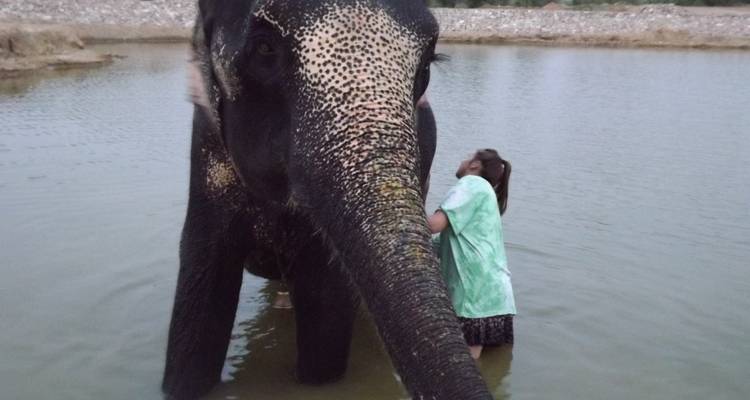 Une personne qui baigne un éléphant dans un point d'eau.
