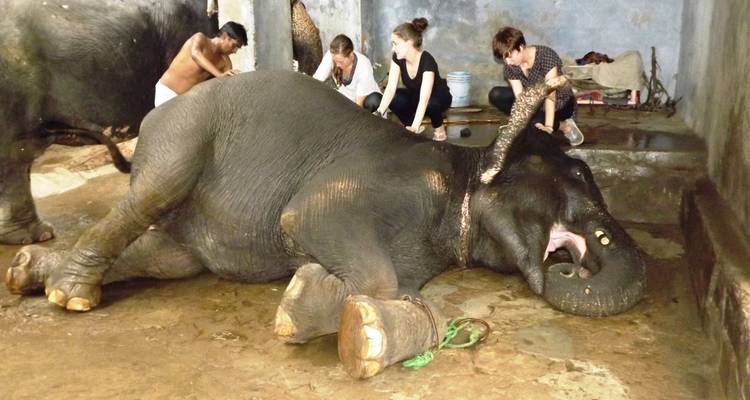 Plusieurs personnes frottent un éléphant couché.