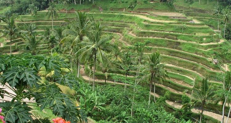 Terrassenförmige Reisfelder umgeben von üppigem Blattwerk.