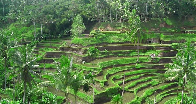 Terrassenfelder mit Palmen und Grün.