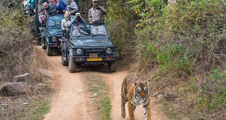 Touristen in einem Safari-Jeep beobachten einen Tiger, der entlang einer unbefestigten Straße läuft.
