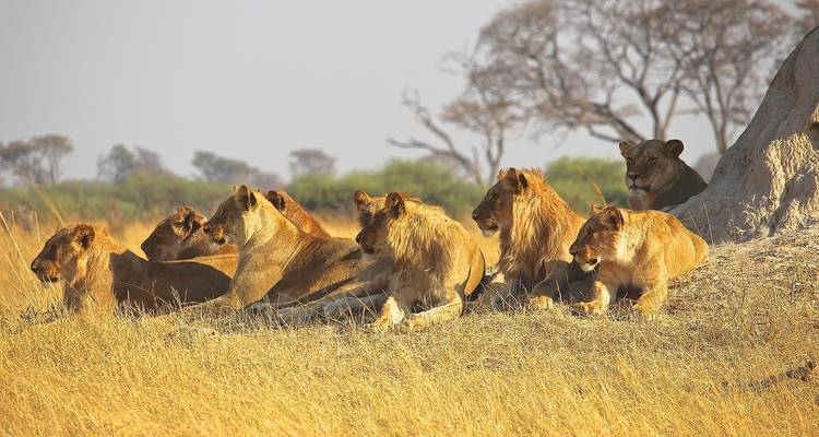 Groupe de lions se reposant sur un monticule.