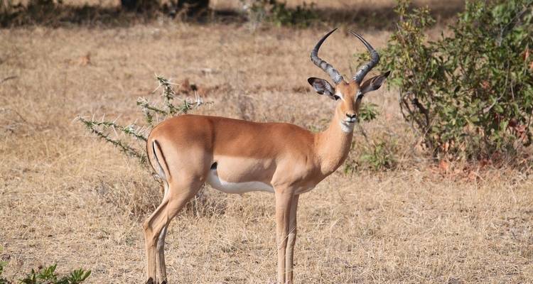 Une antilope seule se tenant dans une savane sèche.