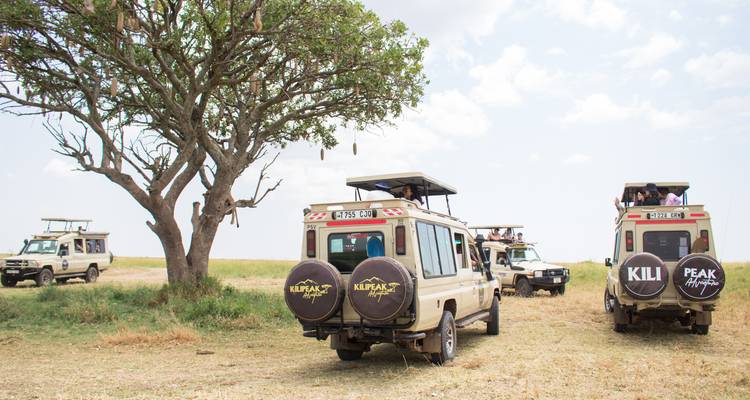 Mehrere Safari-Jeeps, die unter einer Akazienbaum auf einer trockenen Graslandebene geparkt sind.