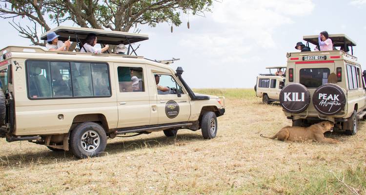 Safariautos beobachten einen ruhenden Löwen neben trockenem Gras unter hellem Himmel.