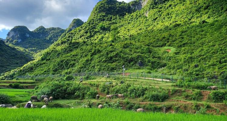 Rizières vertes avec des buffles d'eau qui paissent sous des montagnes karstiques escarpées sous un ciel partiellement nuageux.