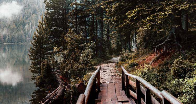 Wooden pathway through dense forest by a lake.