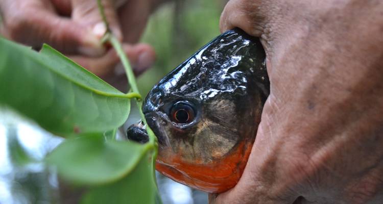 Gros plan d'une personne tenant un poisson à côté d'une feuille.