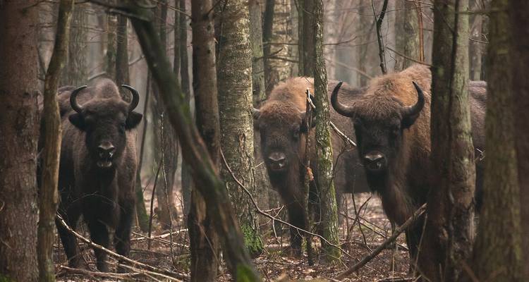 Tres bisontes europeos asoman entre la niebla de un bosque denso lleno de árboles esbeltos.