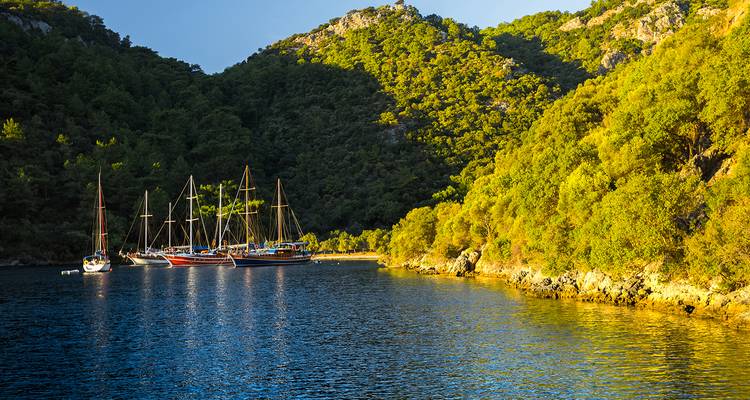 Varios yates amarrados en una bahía rodeada de árboles.
