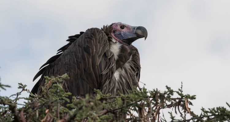 Geier sitzt auf einem Busch vor dem Himmel.