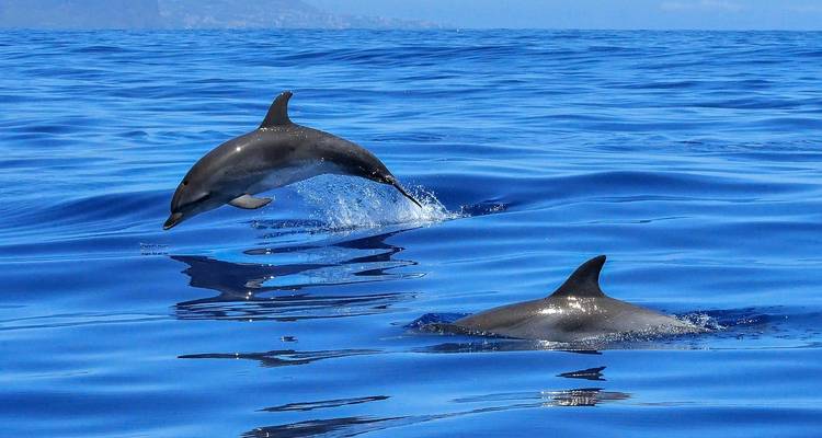 Deux dauphins bondissant joyeusement au-dessus d'une mer bleu profond laissant des ondulations et des éclaboussures derrière eux