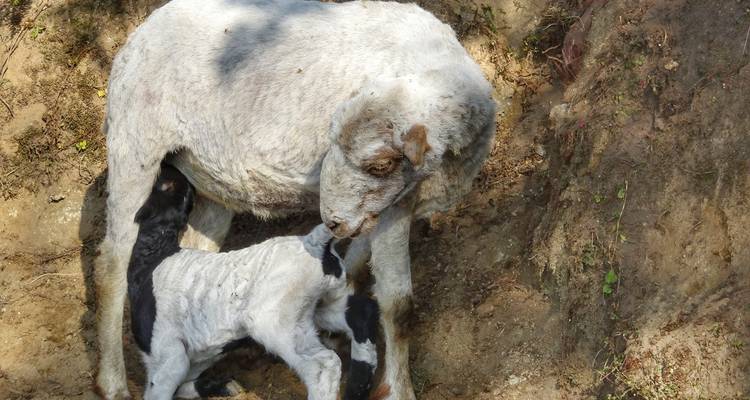 Ein Schaf, das sein Lamm auf Erdboden säugt.