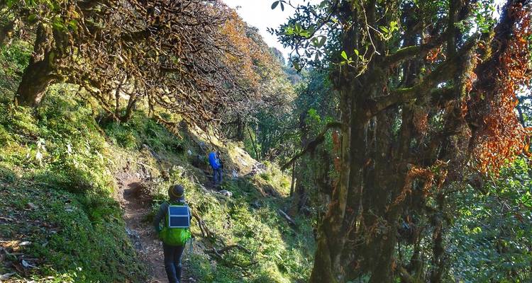 Wanderer, die einen Pfad durch einen dichten Wald entlanggehen.