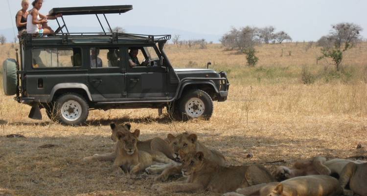 Safarifahrzeug mit Touristen, die ruhende Löwen beobachten.