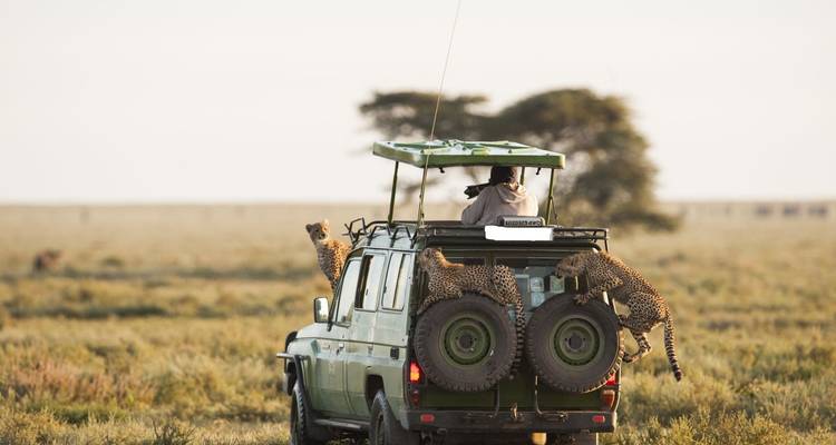 Safari-Fahrzeug mit Geparden, die darauf klettern.