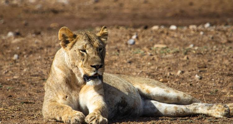 Löwin liegt auf dem Boden.