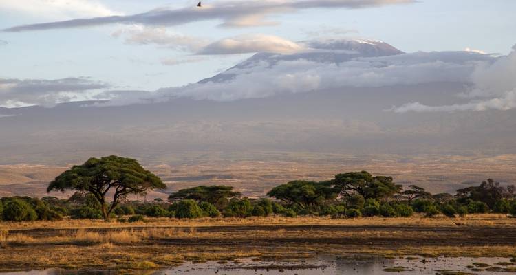 Der Kilimandscharo mit Wolken und Bäumen im Vordergrund.
