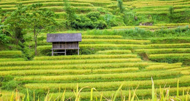 Vista panorámica de terrazas de arroz con una cabaña de madera rodeada de vegetación exuberante.