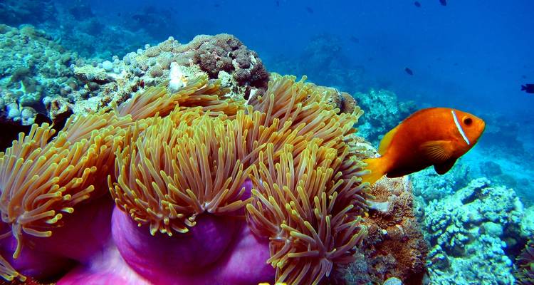 Reef, Islands and Beaches (2020) - Travel Marvel