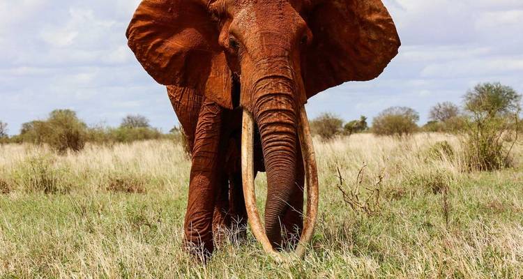 Olifant die naar voren kijkt met grote slagtanden.