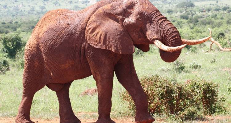 Grote olifant met rode aarde op zijn huid.