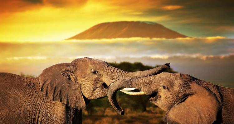 Olifanten die aan het stoeien zijn bij zonsondergang met een berg op de achtergrond.