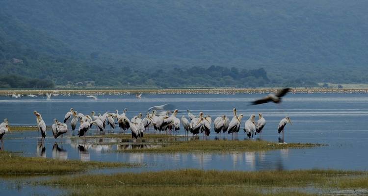 Schwarm von Flamingos, die ruhig im Wasser stehen.