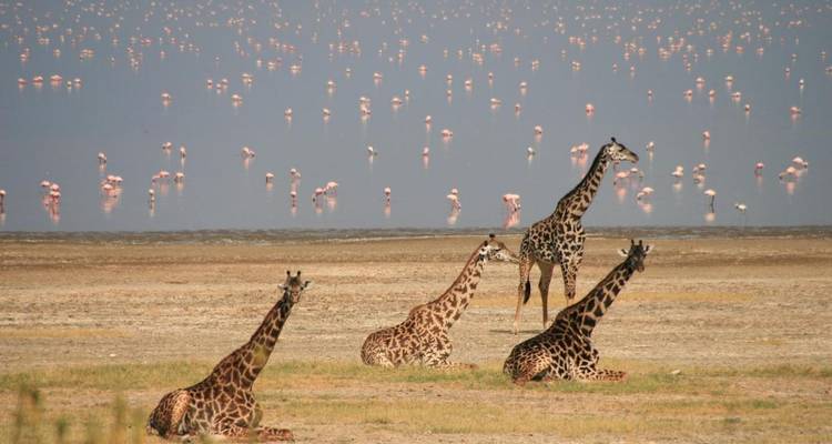 Giraffen ruhen in der Nähe eines Sees mit Flamingos.