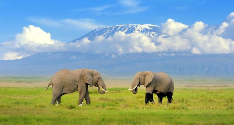 Twee olifanten in een veld met de Kilimanjaro op de achtergrond.