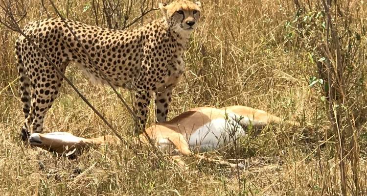 Jachtluipaard staand over een prooi in het gras.