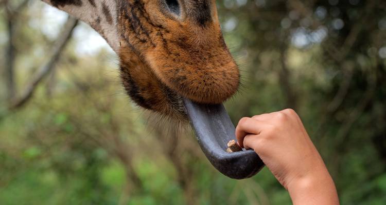 Girafe nourrie par la main d'une personne.