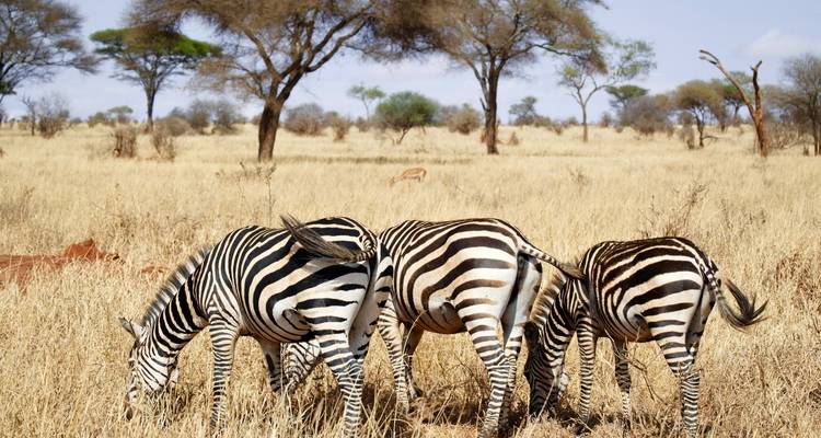 Herd of zebras grazing in a savannah landscape.
